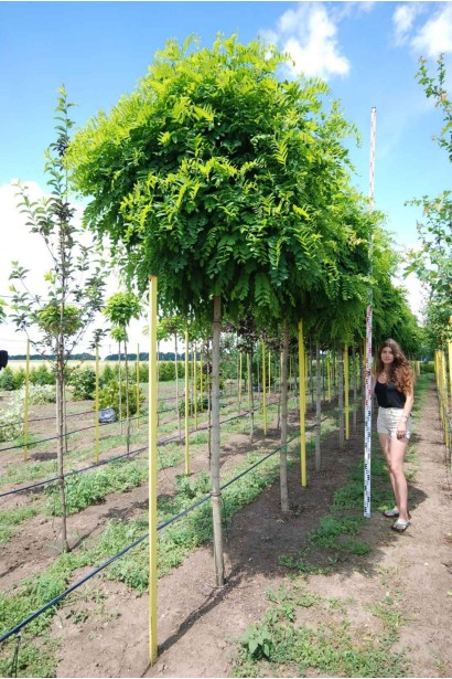 Акація Умбракуліфера - ком/вис.300-350см/Ø130-150см/ШТАМБ 200-220см/обхват 12-14см